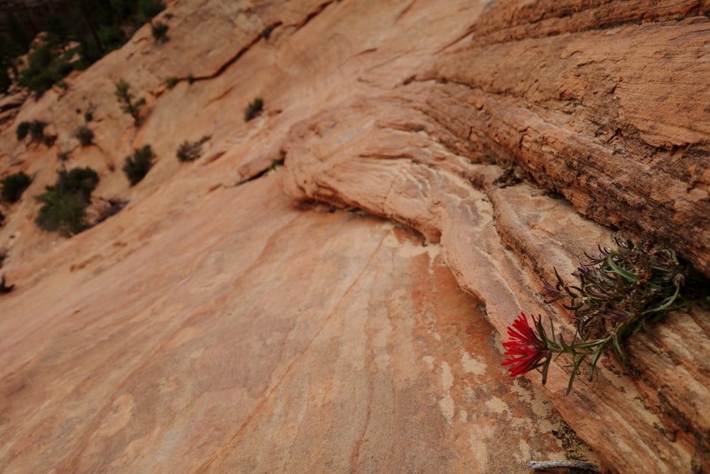 a red flower growing out of a crack in the side of a mountain