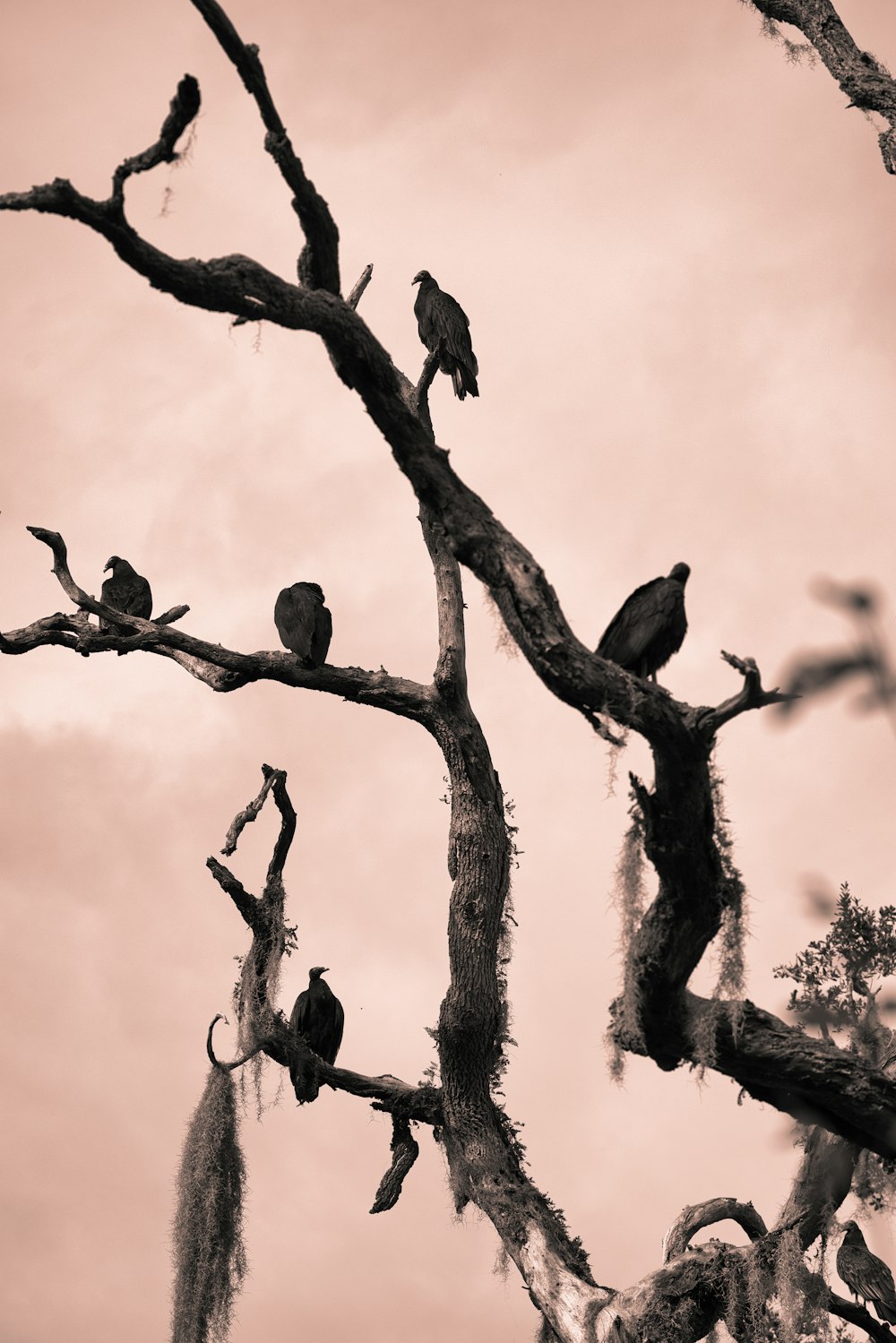 uno stormo di uccelli seduti in cima a un albero