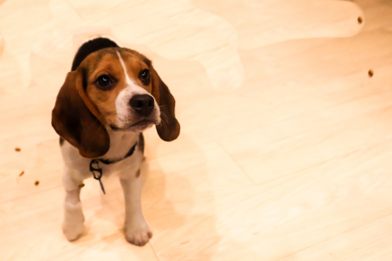 a beagle puppy standing on a hard wood floor