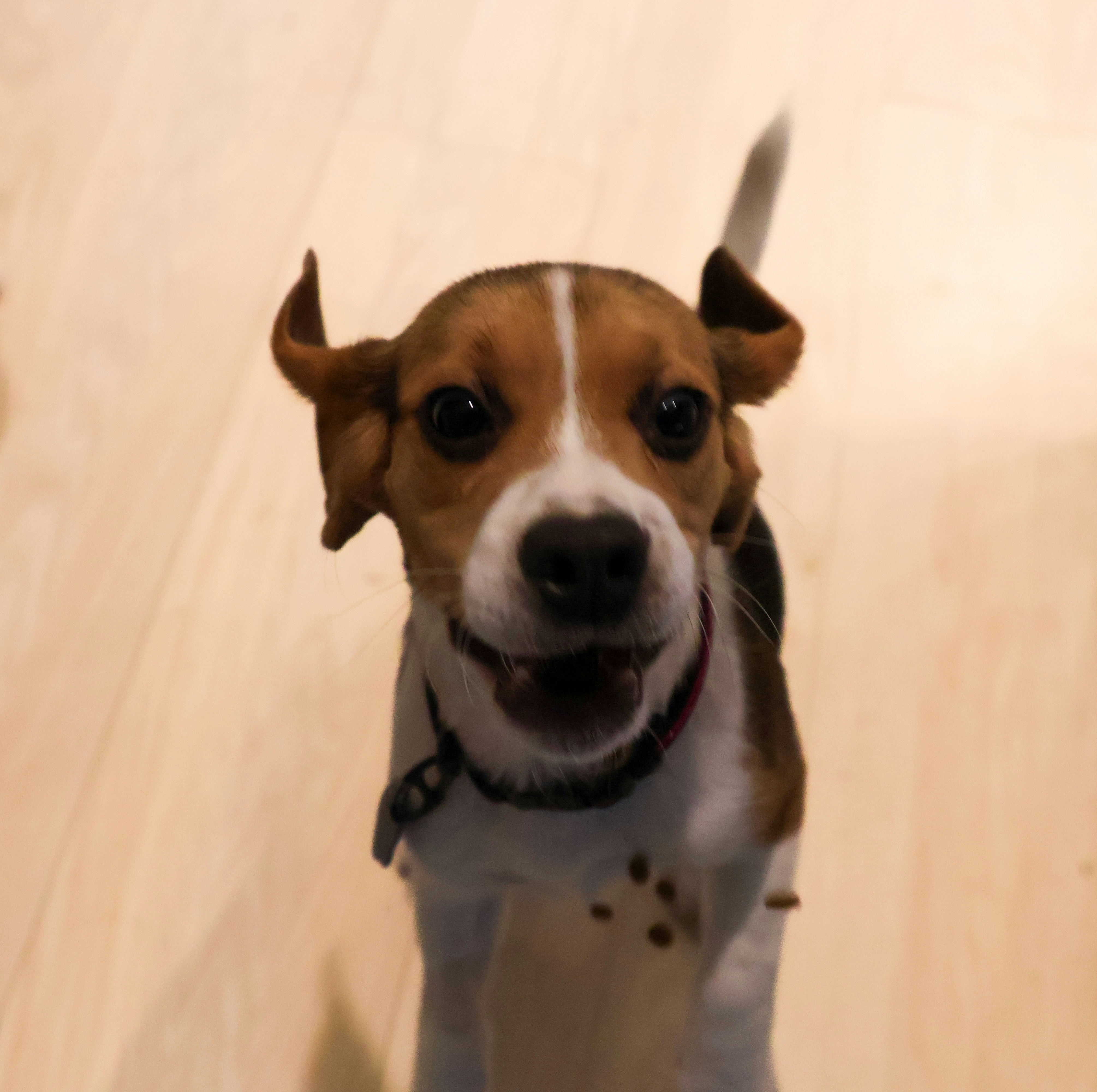 Small beagle dog with floppy ears, white and brown coat