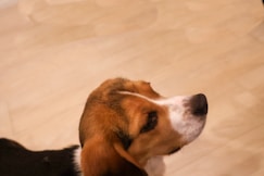 A beagle with a brown, black, and white coat is looking upwards against a light wooden floor background.
