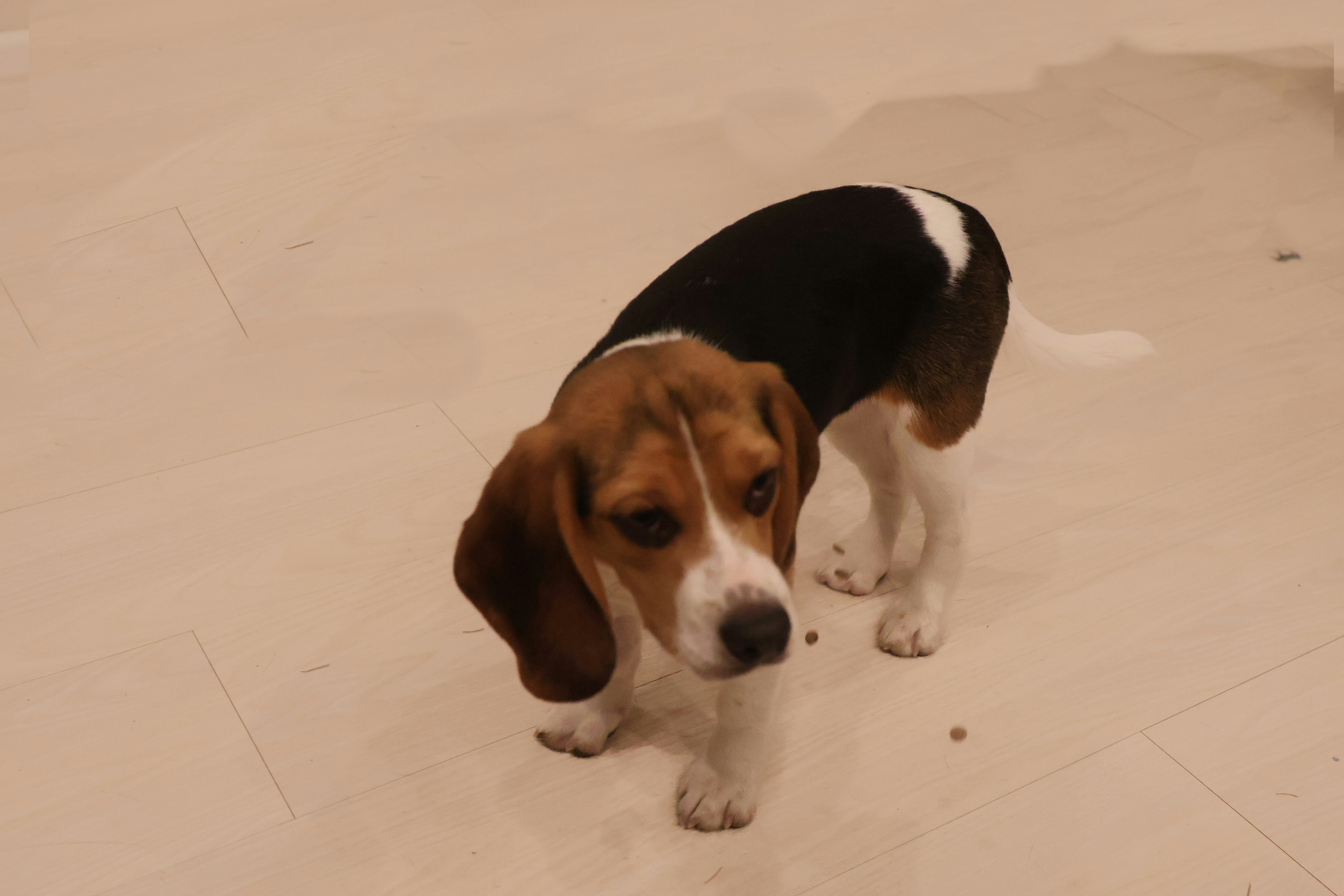 a beagle puppy standing on a hard wood floor