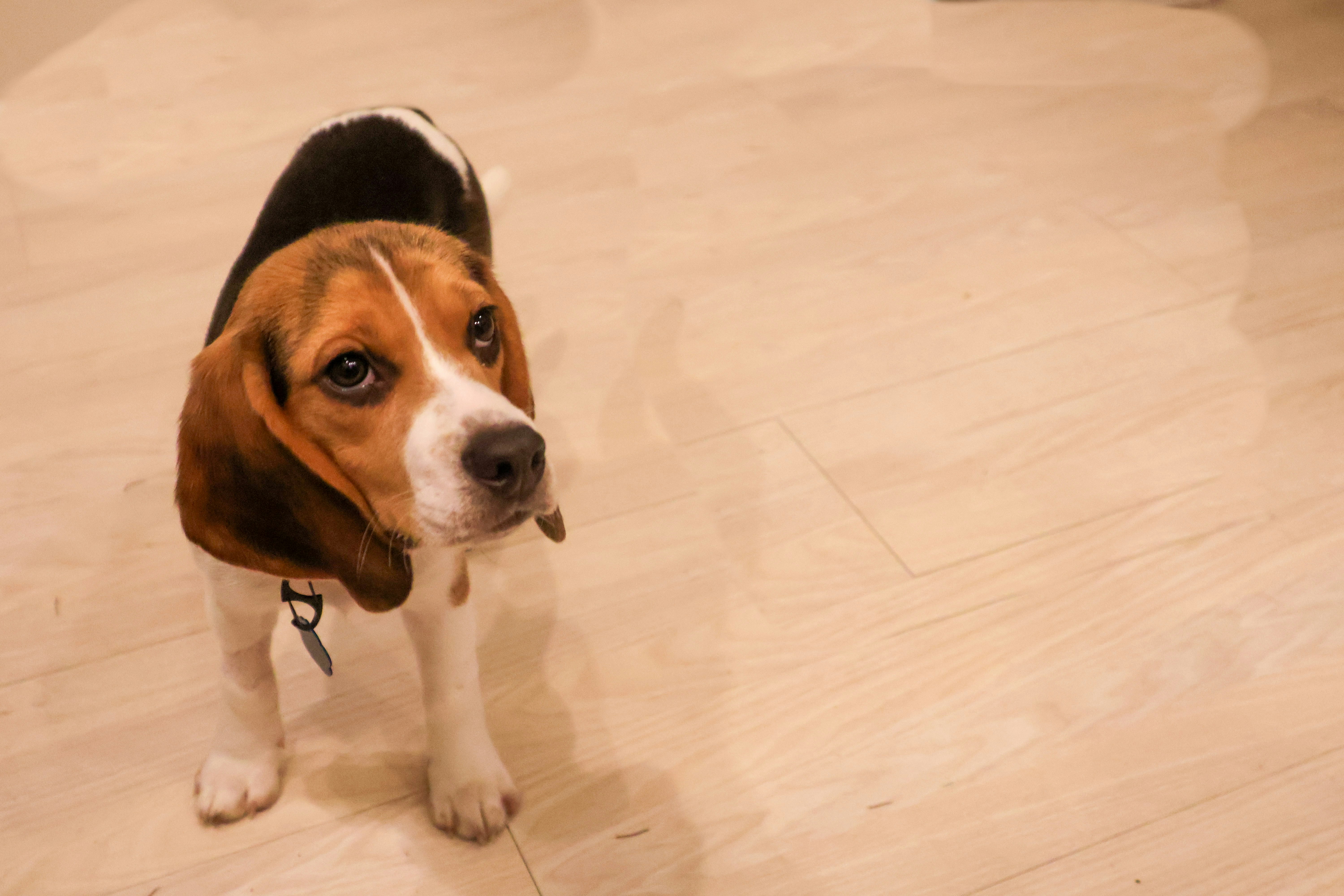 a small beagle dog standing on a hard wood floor