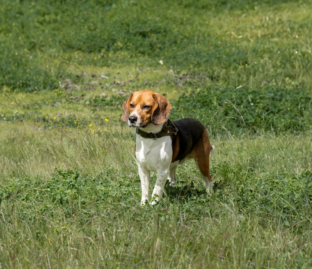 a beagle dog standing in a grassy field