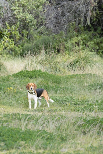 a beagle dog standing in a grassy field