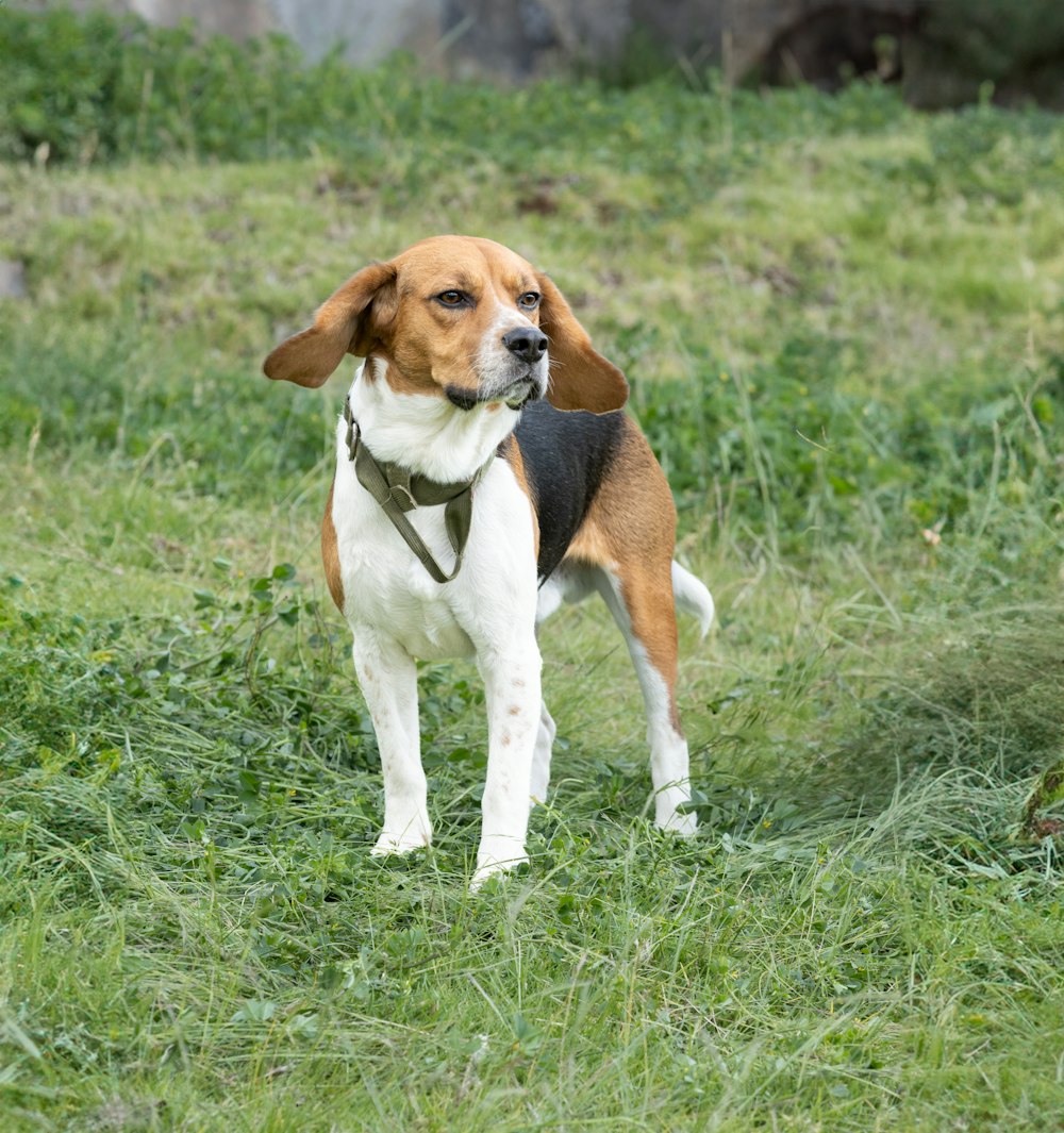 a brown and white dog standing on top of a lush green field