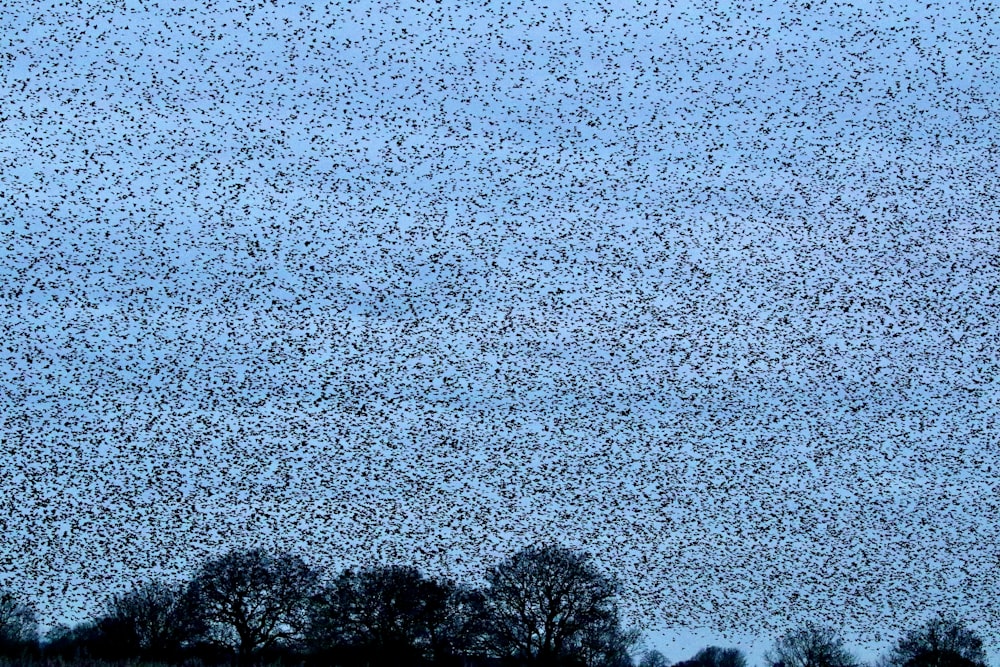 a large flock of birds flying over trees
