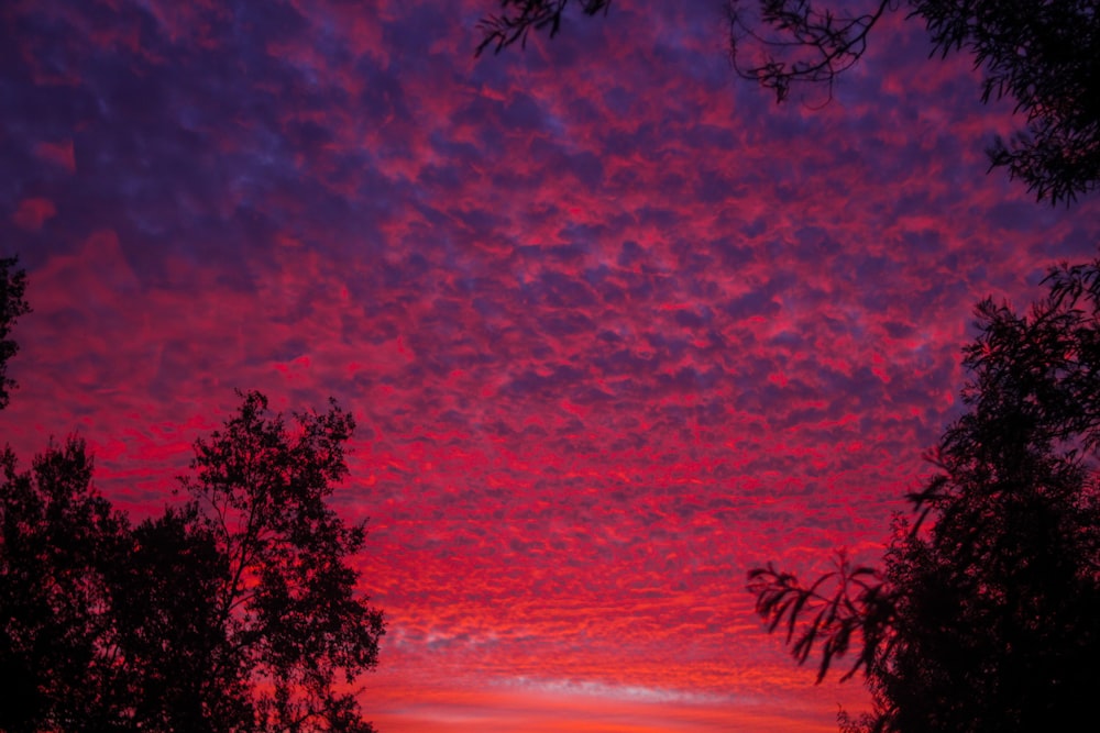 un cielo rojo y morado con árboles en primer plano