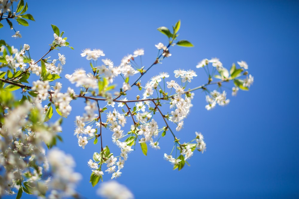 a tree branch with white flowers against a blue sky