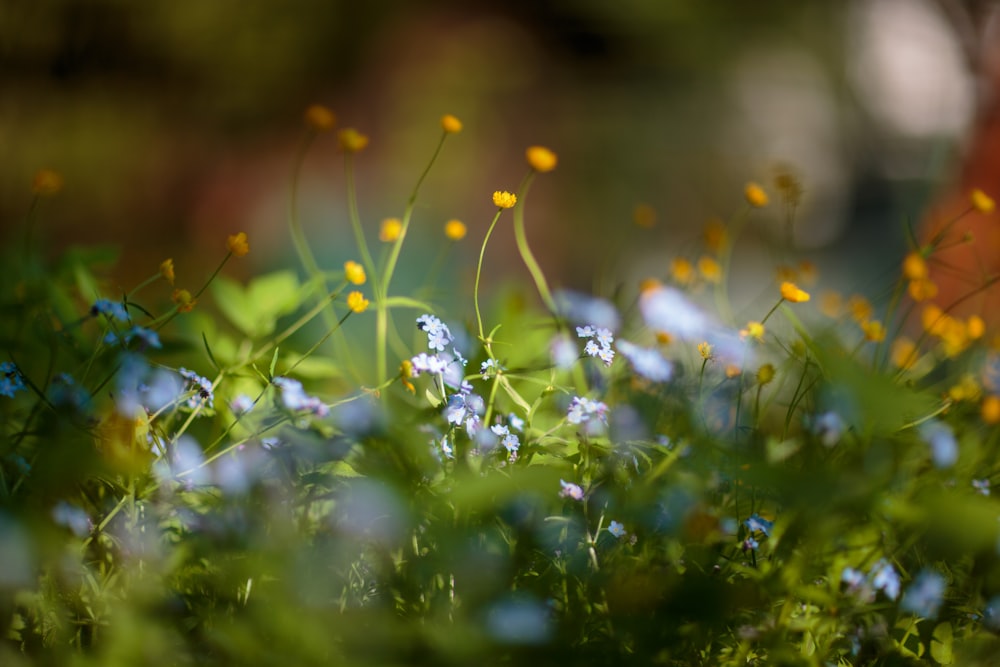 a bunch of flowers that are in the grass