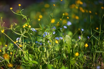 a close up of a bunch of flowers in the grass