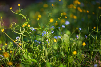 A warm, sunlit wildflower meadow with stones scattered gently among colorful blooms.
