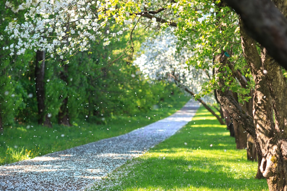 a tree lined path in the middle of a park