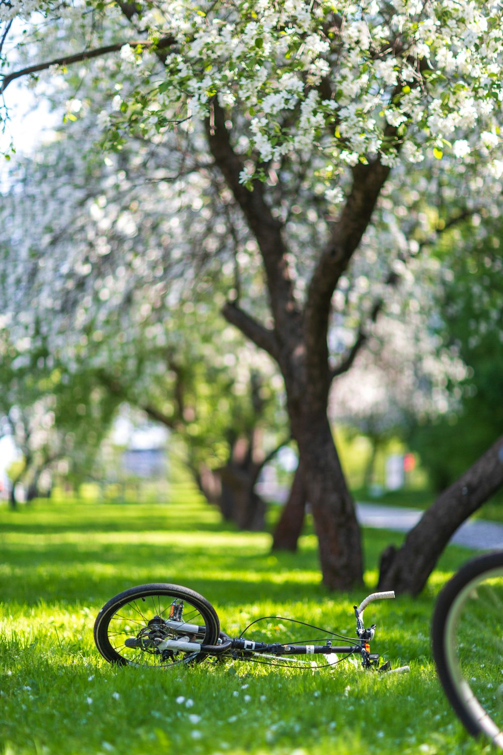 a bike laying in the grass next to a tree