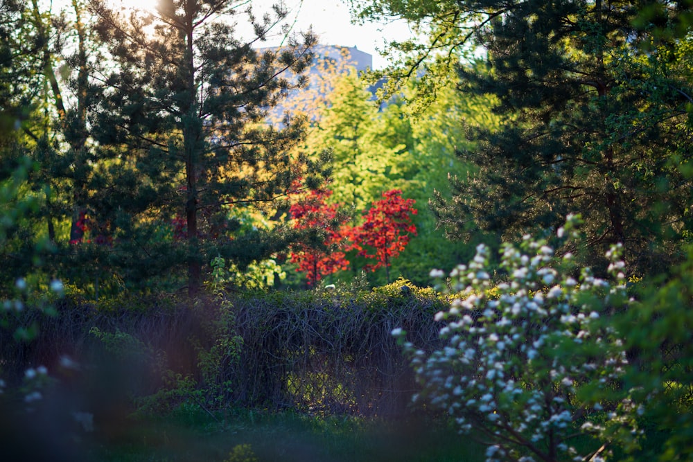 a forest filled with lots of trees and flowers