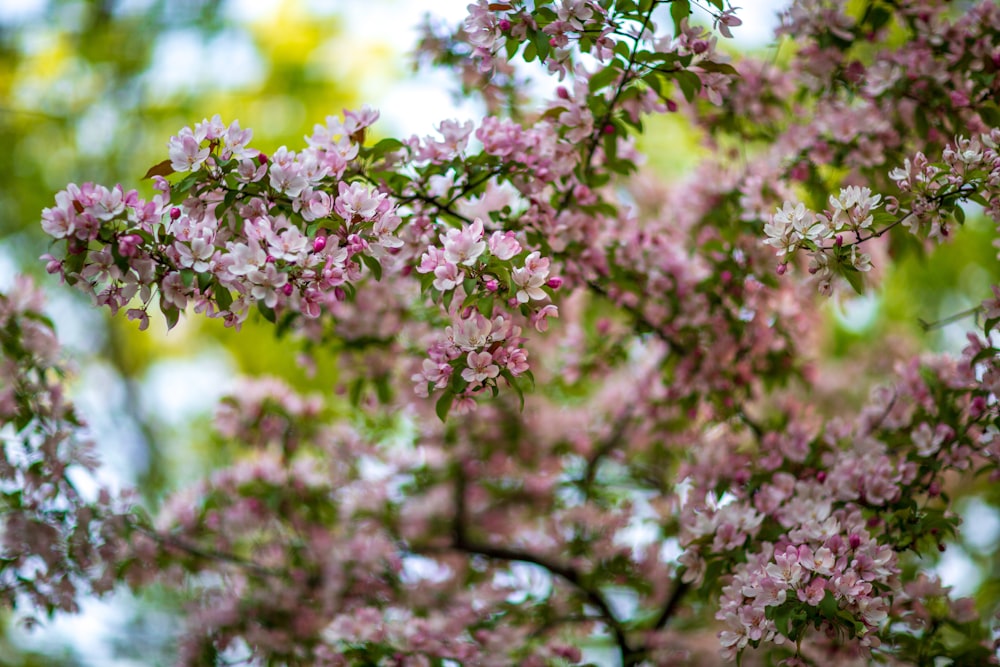 a tree filled with lots of pink flowers