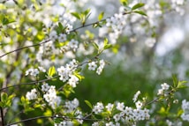 Delicate white blossoms are in full bloom on slender branches, surrounded by vibrant green leaves. The background is softly blurred, providing a tranquil backdrop that highlights the freshness and beauty of spring.