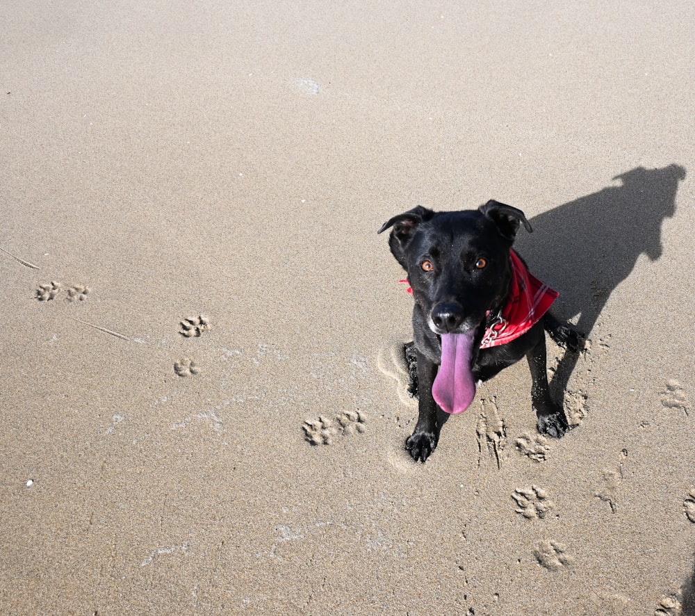 a black dog with a pink tongue on a beach