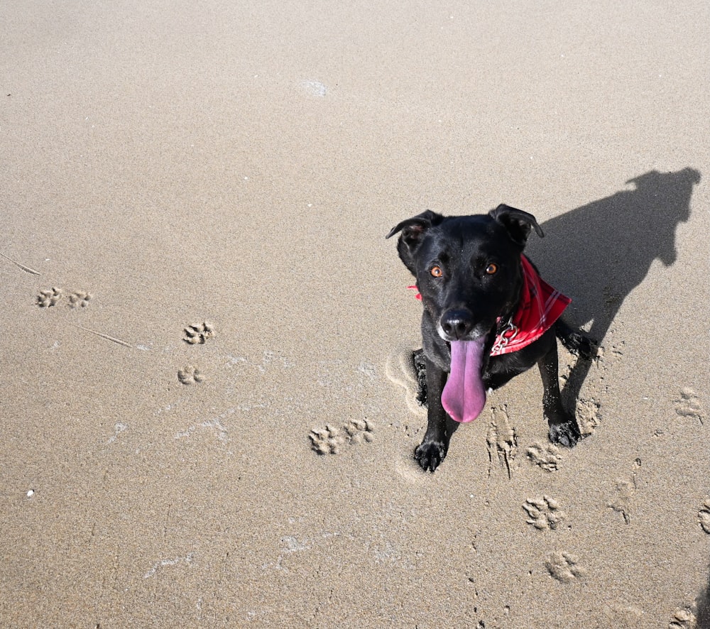 浜辺でピンク色の舌を持つ黒い犬