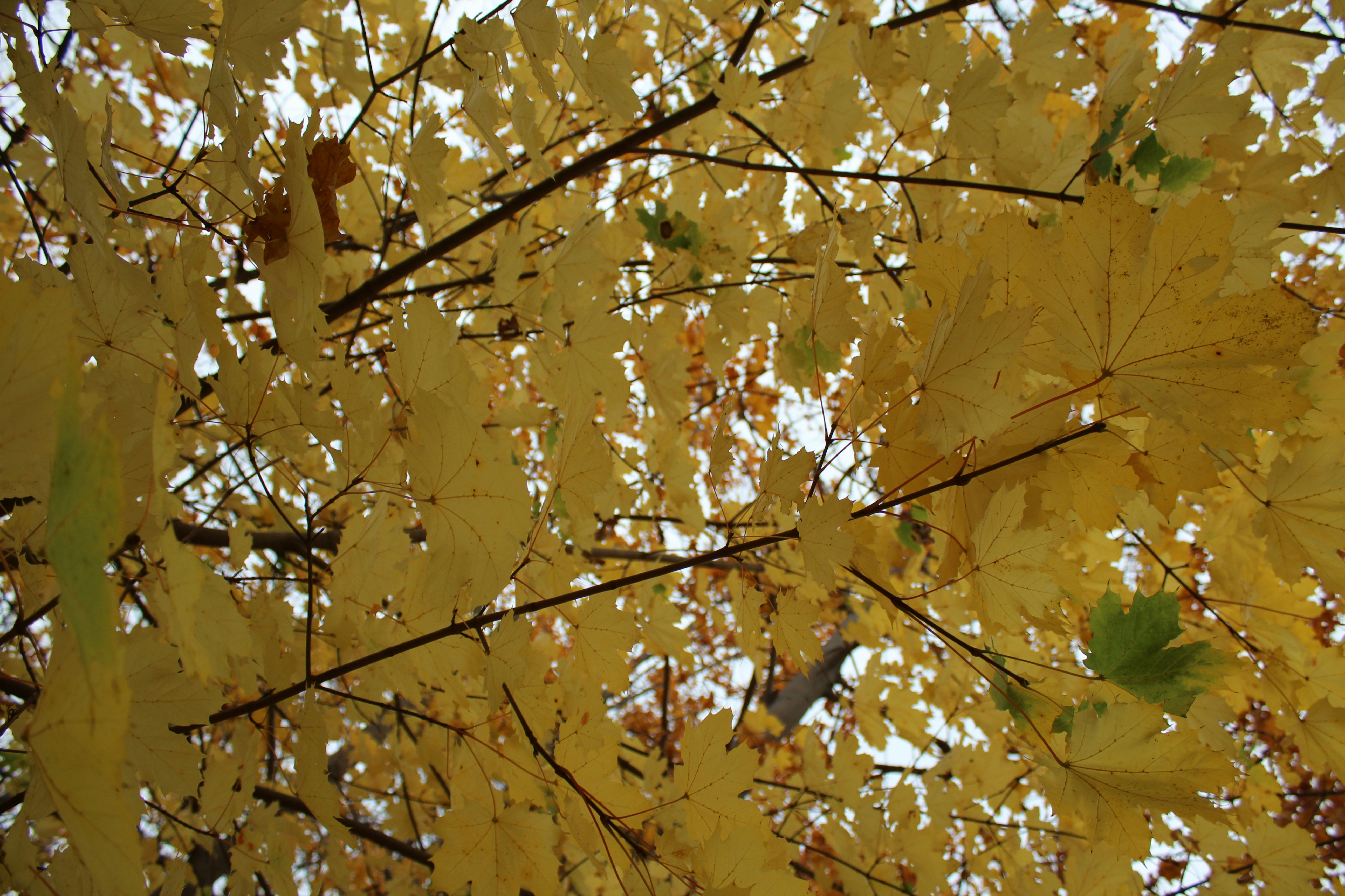 un árbol con muchas hojas amarillas