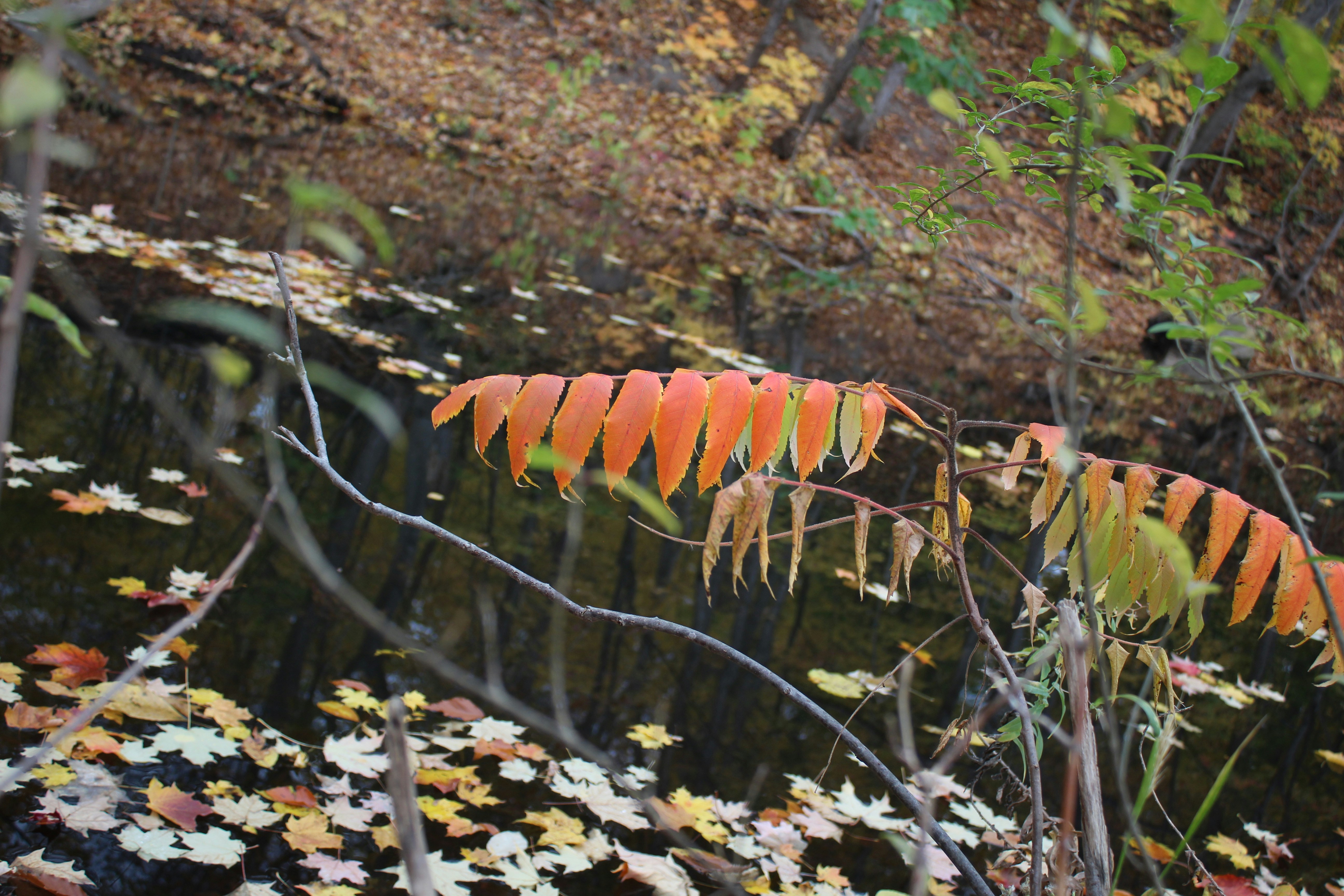 una rama de árbol con un manojo de hojas