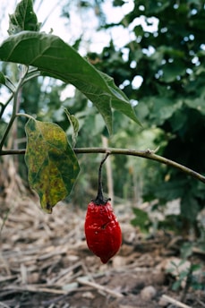 A single red pepper hangs from a thin branch, surrounded by green leaves. The pepper appears slightly shriveled, and the background consists of a blurry, natural setting with more foliage.