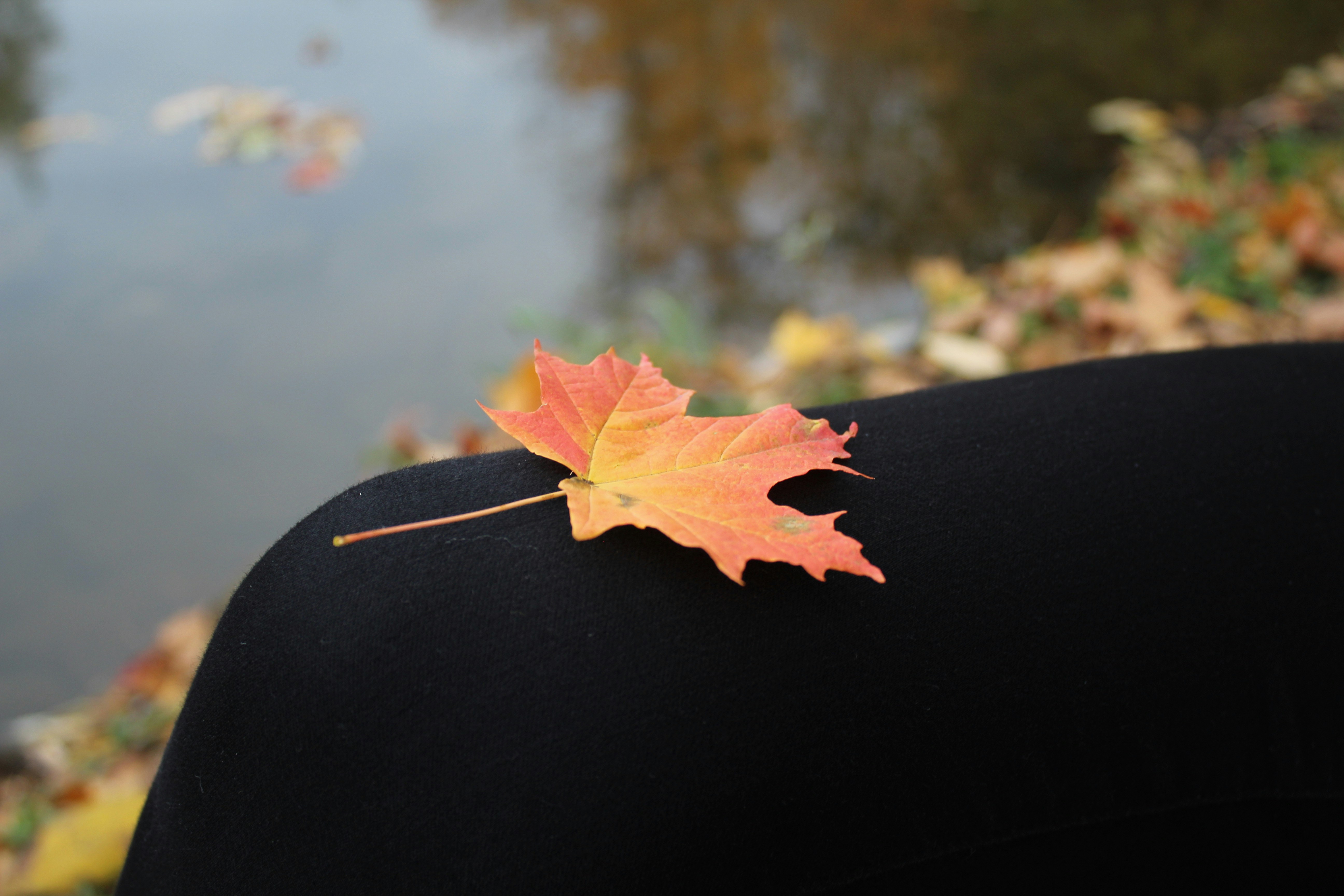 una hoja de arce en la parte posterior de la cabeza de una mujer