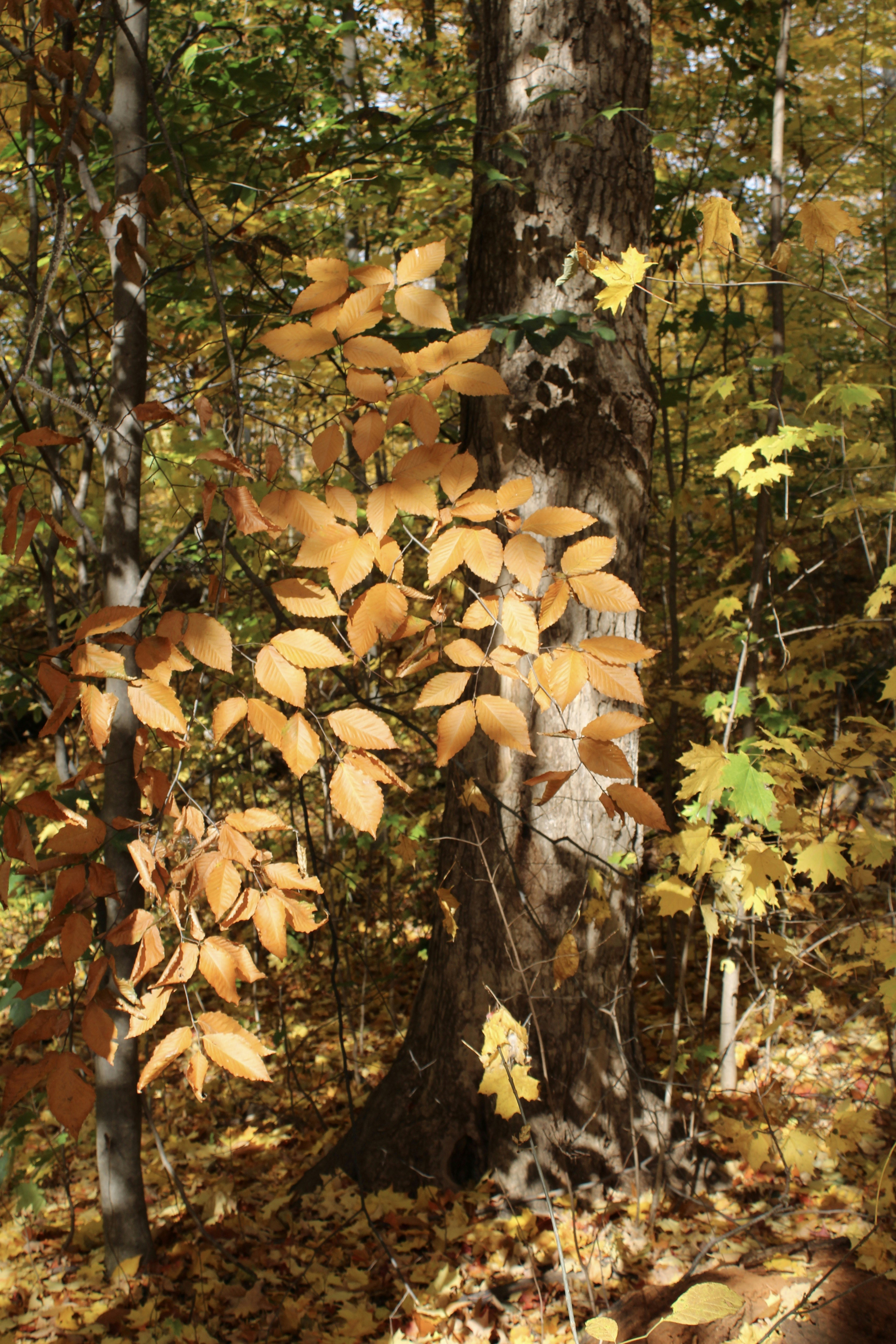 un árbol en medio de un bosque cubierto de hojas