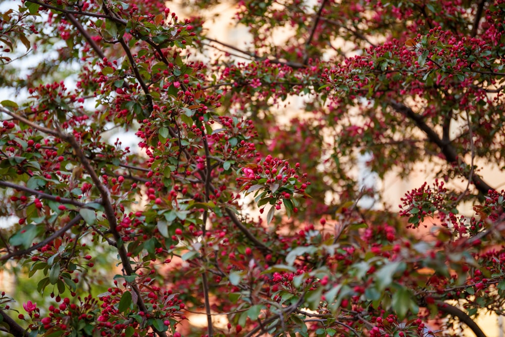 a tree with red flowers and green leaves