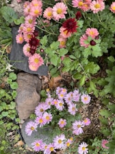 a rock surrounded by pink and yellow flowers