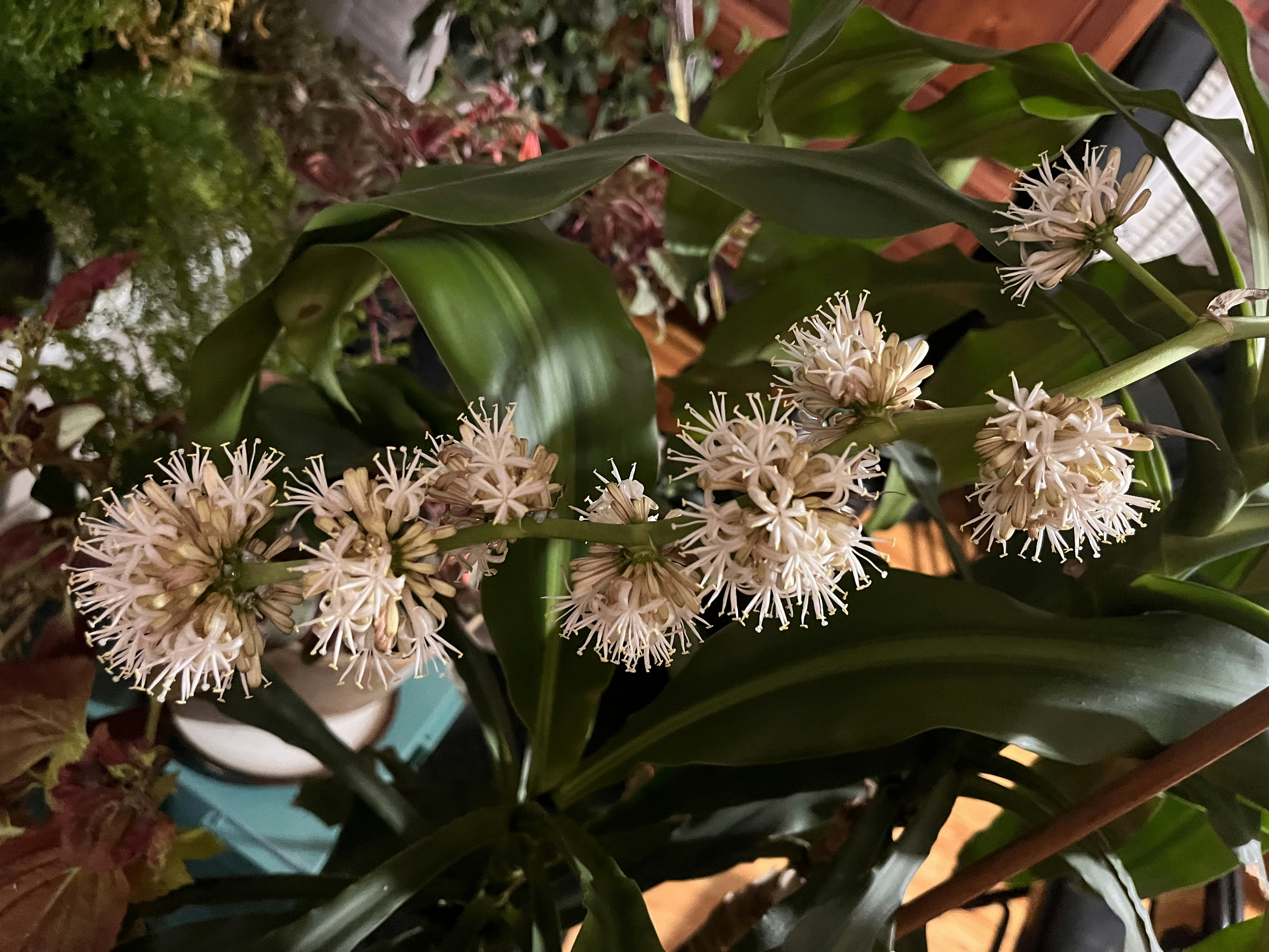 a close up of a plant with white flowers