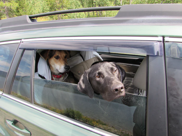 Two dogs looking out of the back windows of a car