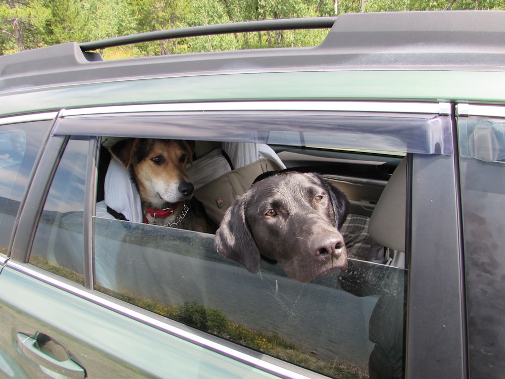 two dogs sitting in a car looking out the window