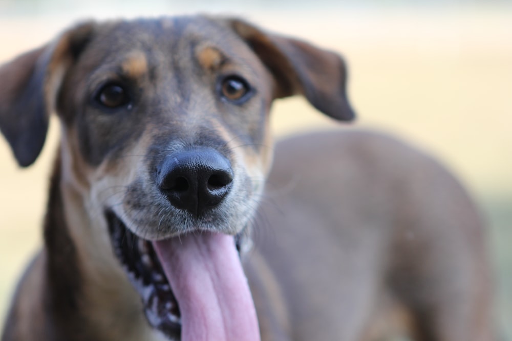 um close up de um cão com a língua para fora