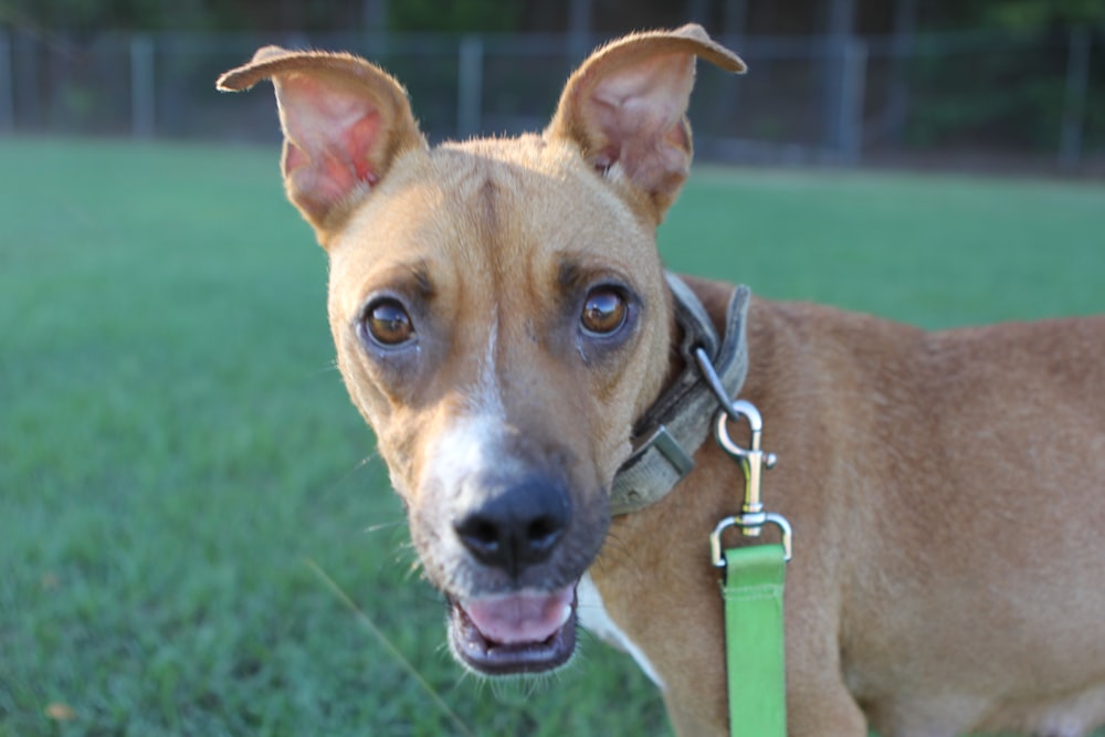 a brown dog standing on top of a lush green field