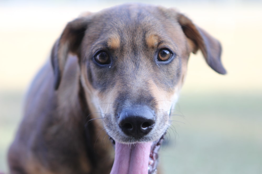 a close up of a dog with its tongue hanging out