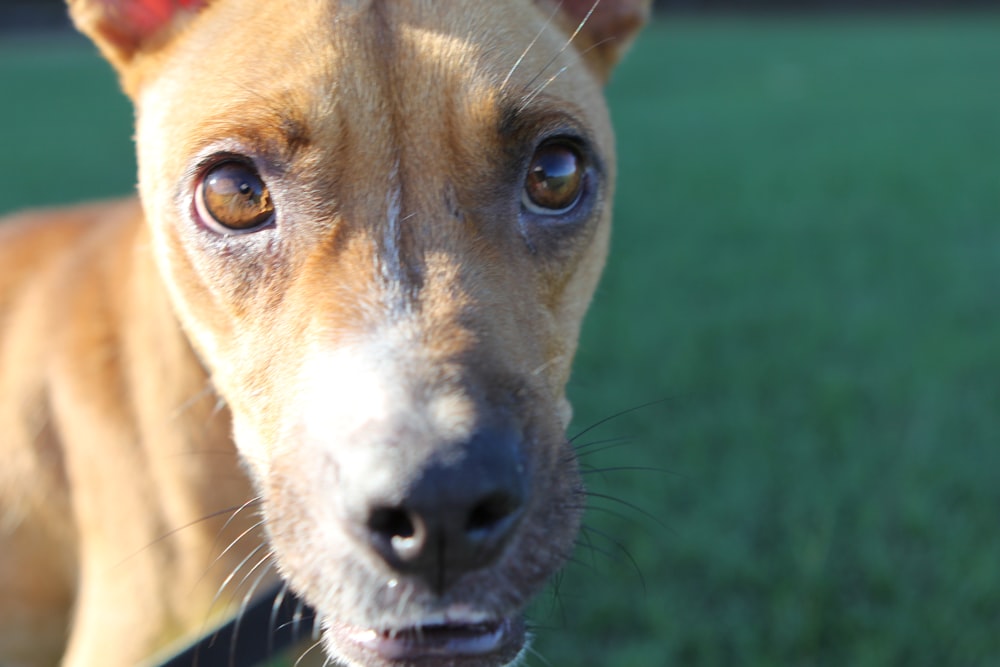 a close up of a dog's face with grass in the background