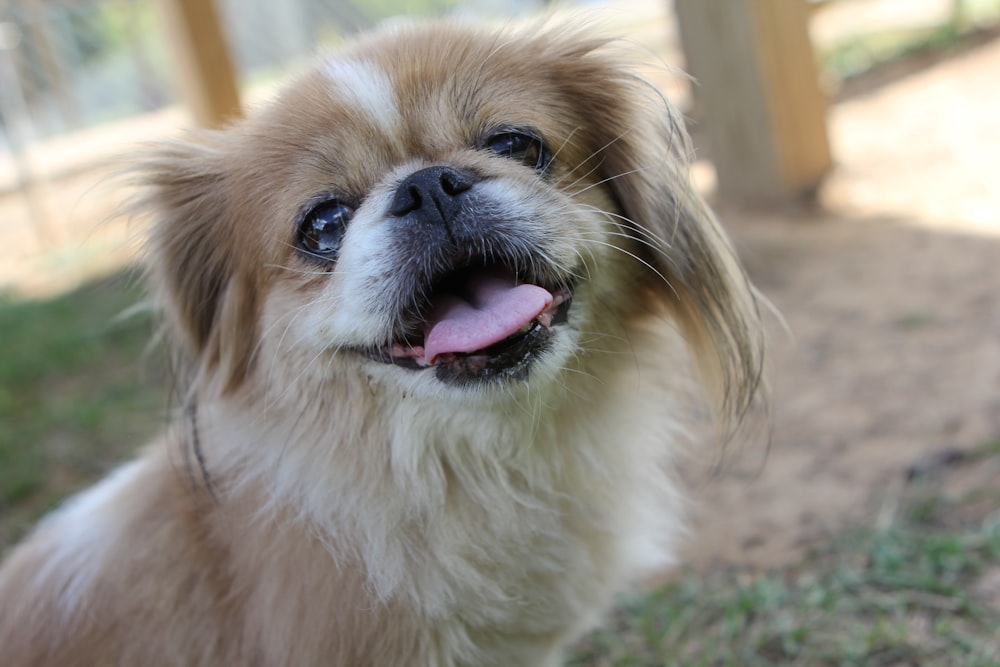 a brown and white dog sitting on top of a grass covered field