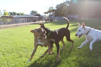 a couple of dogs that are standing in the grass