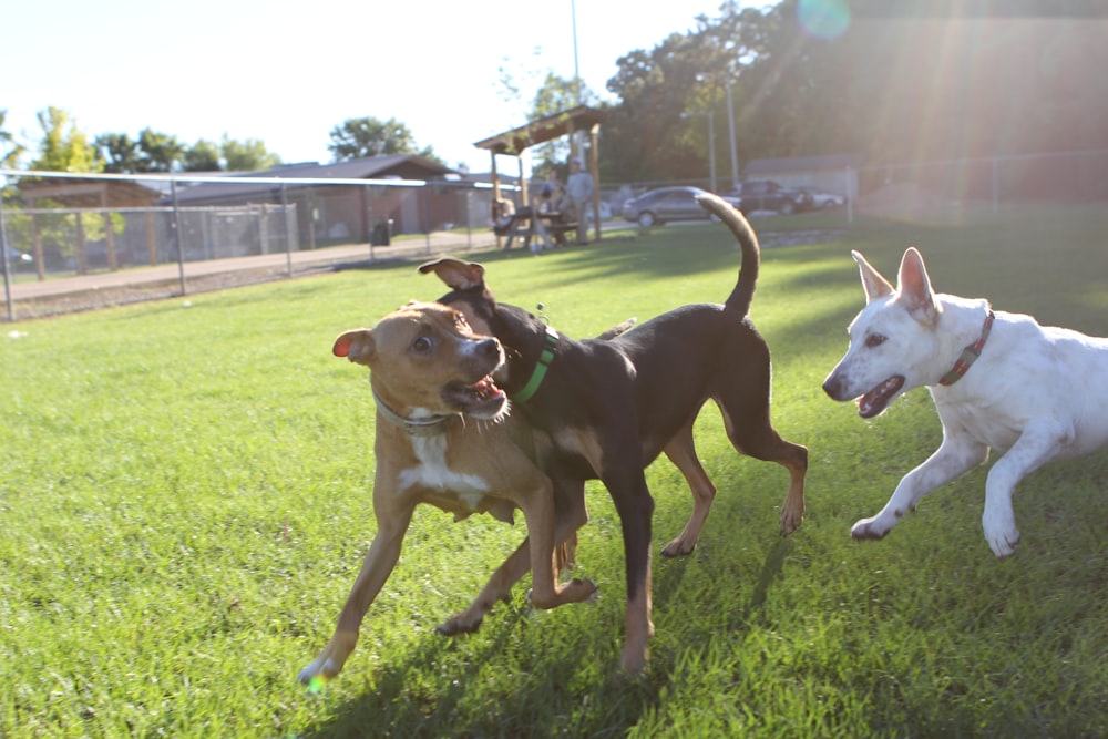 a couple of dogs that are standing in the grass