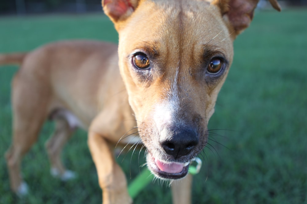 a brown dog standing on top of a lush green field