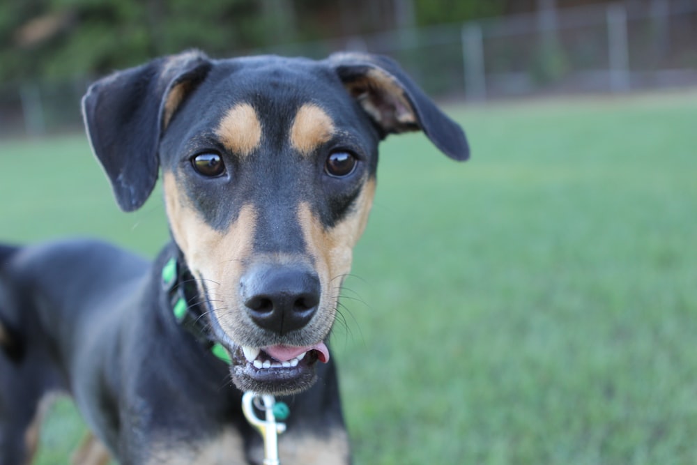 a close up of a dog in a field of grass