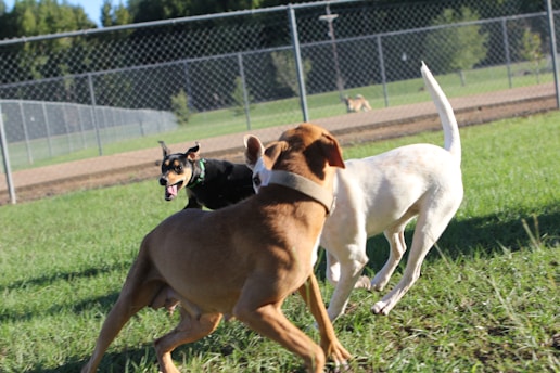 Three dogs playing in a grassy area, surrounded by a chain-link fence. The dogs appear to be in motion, with one black and tan dog facing the camera and two other dogs shown mostly from the side. The background includes a blurred park setting with trees and another dog in the distance.