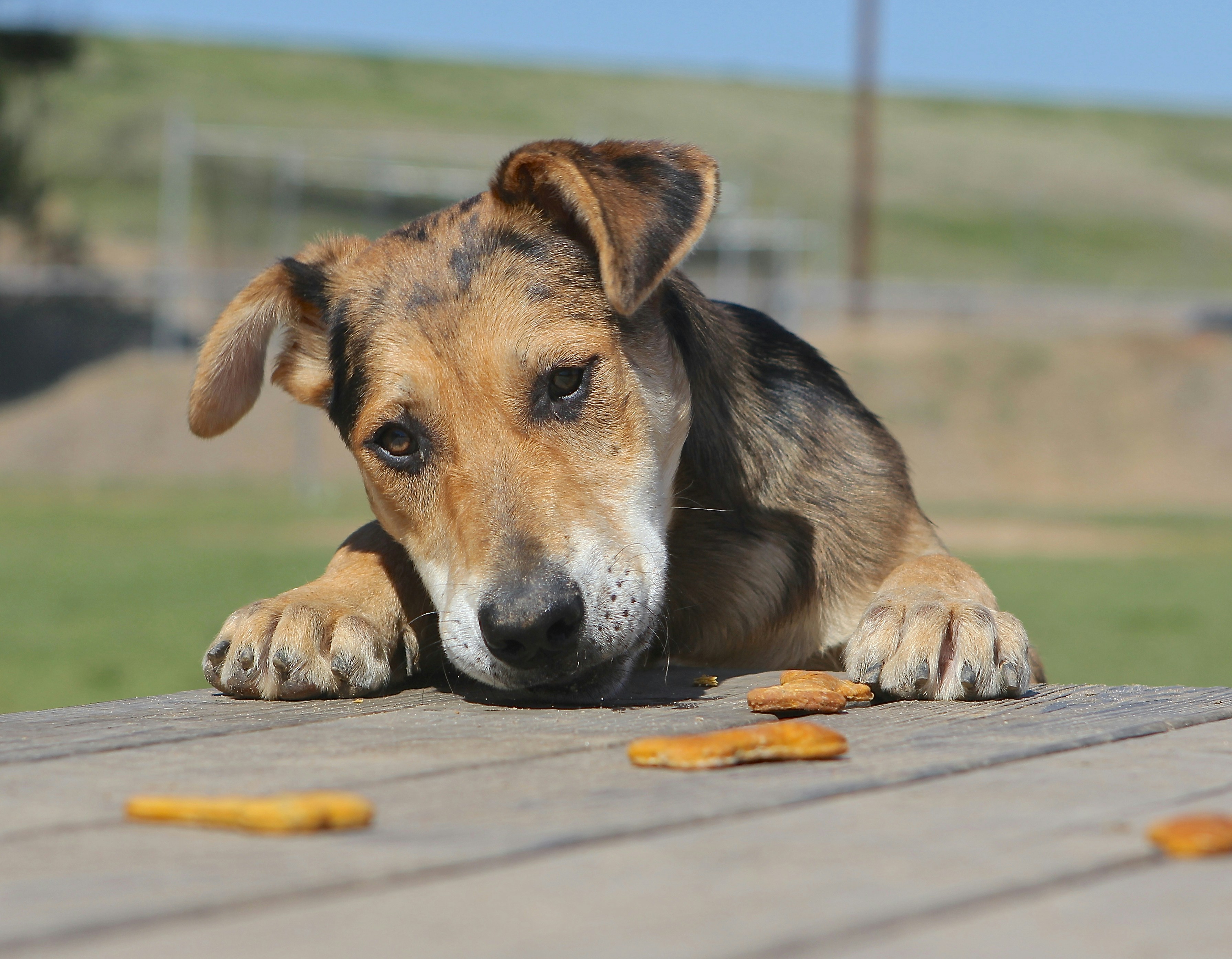 Natural Dog Treats Selection