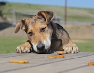 A dog laying its head on a wooden surface, gazing at several scattered dog treats in front of it. The background is an outdoor setting with blurred green grass and blue sky.