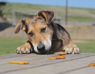 Dog reaching up to kitchen counter for food
