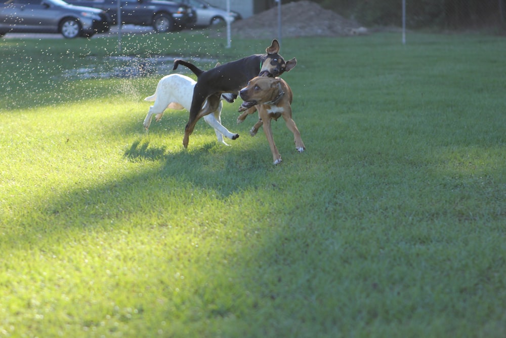 a couple of dogs playing in the grass