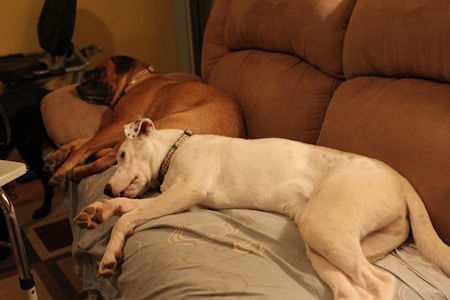 Two dogs are lying on a beige sofa, appearing relaxed and comfortable. One dog is white with black spots and the other is larger and brown. The room has warm, dim lighting and there is a piece of furniture visible in the background.