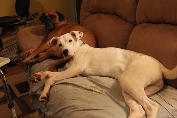 Two Springer Spaniel dogs resting peacefully side by side in a cozy indoor setting.