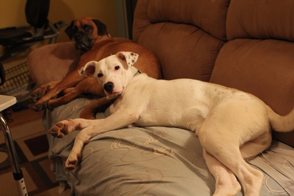 two dogs laying on a couch in a living room